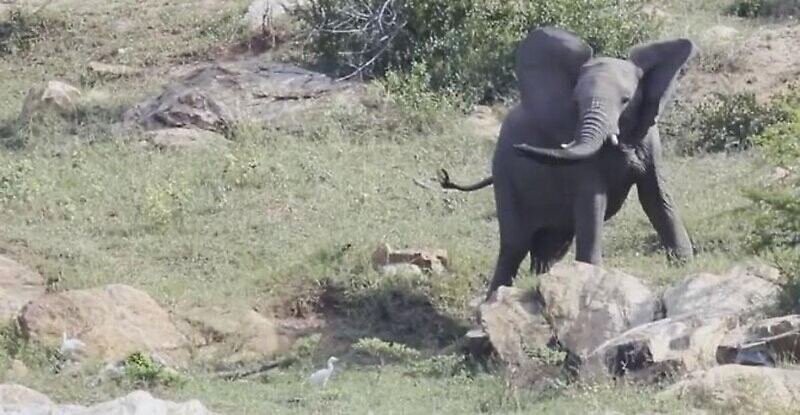 Слон пытается прогнать птиц со своей территории