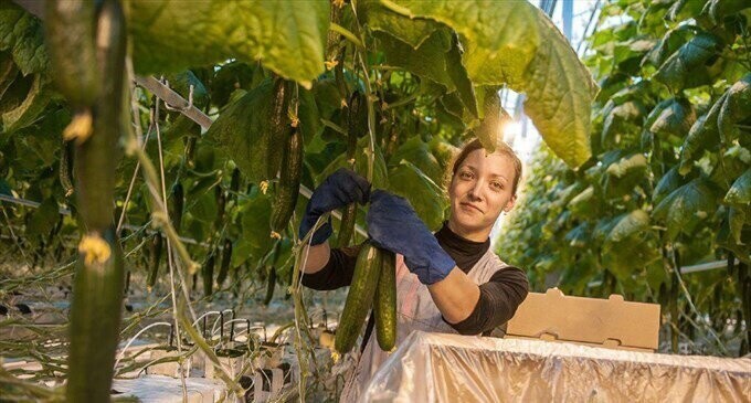 В Томской области увеличилось производство тепличных овощей