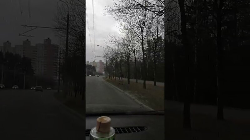 В Минске, возле Национальной библиотеки, по дороге бегал лось 