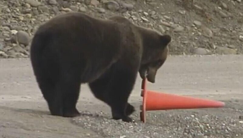 Навел порядок: медведь поставил на место дорожной конус