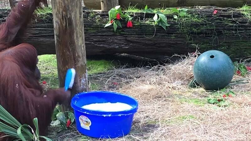 Орангутан продемонстрировал, как правильно мыть руки