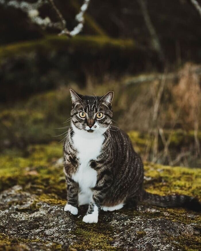 Хозяйка заказала для кота профессиональную фотосессию - и не жалеет