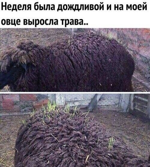 Смешные картинки