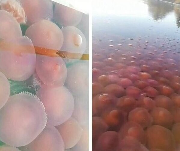 Прибрежные воды Филиппин заполонили розовые медузы