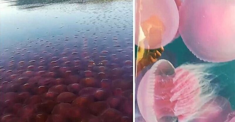 Прибрежные воды Филиппин заполонили розовые медузы