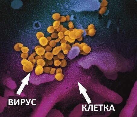 А коронавирус?