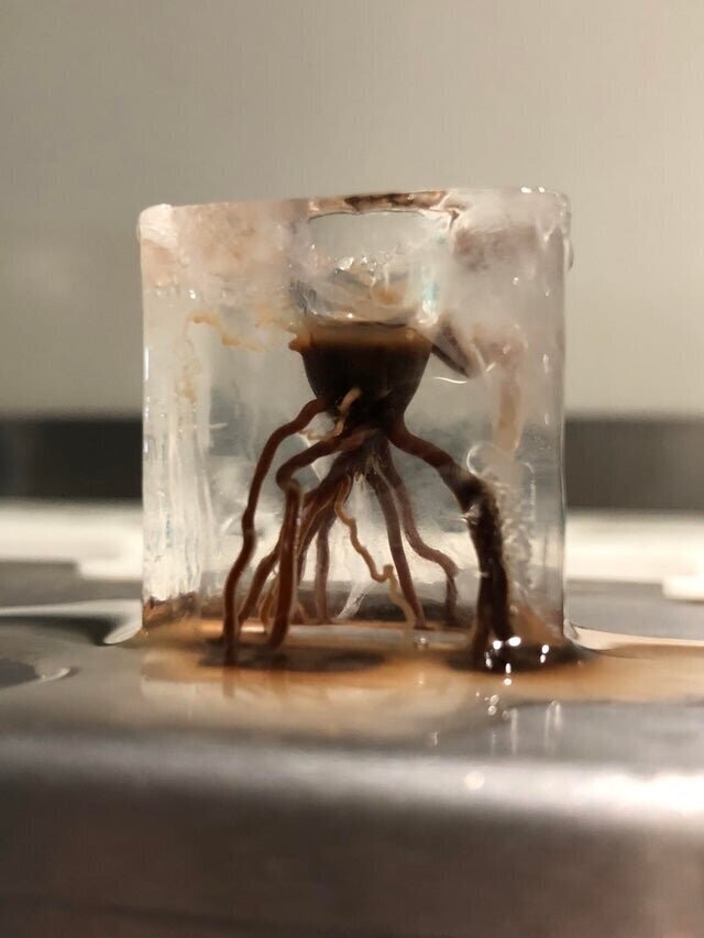 Шоколад тает внутри кубика льда.