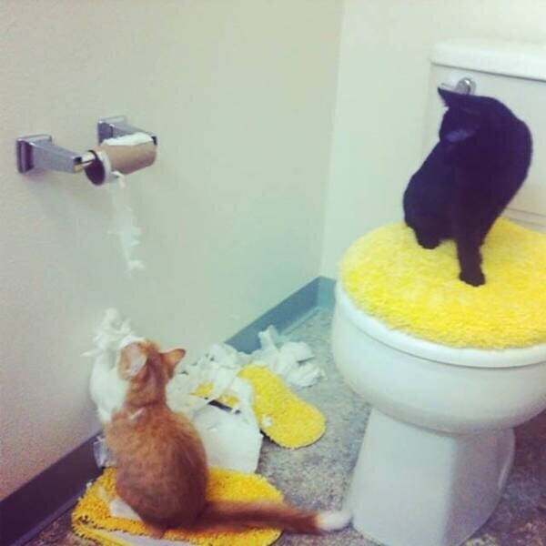 Коты и туалетная бумага