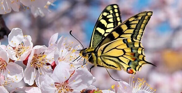 «Бабочка»– Афанасий Фет