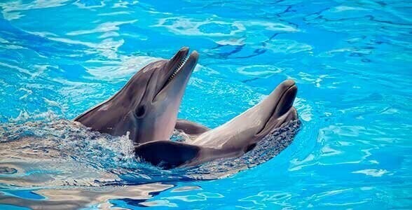 2. Кто такие дельфины