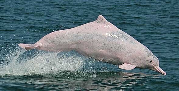 Горбатый китайский дельфин