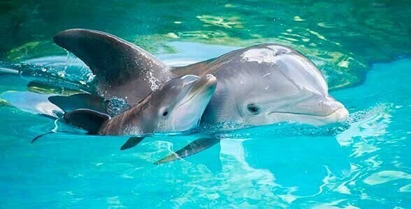 4. Сон дельфинов