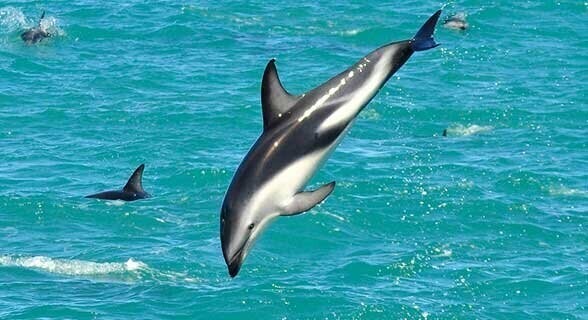 Короткоголовый южный белобокий дельфин