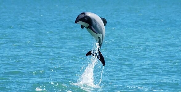 Подвид дельфина Гектора из Новой Зеландии — дельфин Мауи