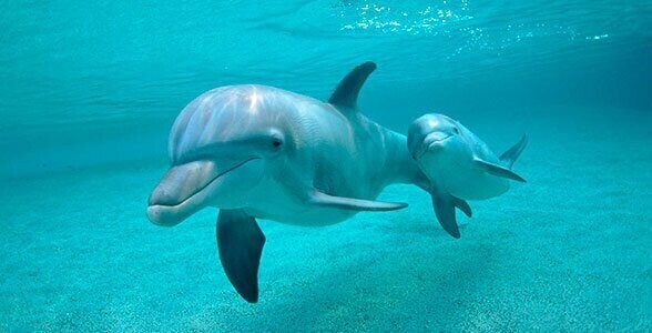 Дельфины для души