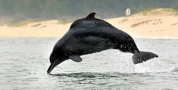 Западноафриканский горбатый дельфин