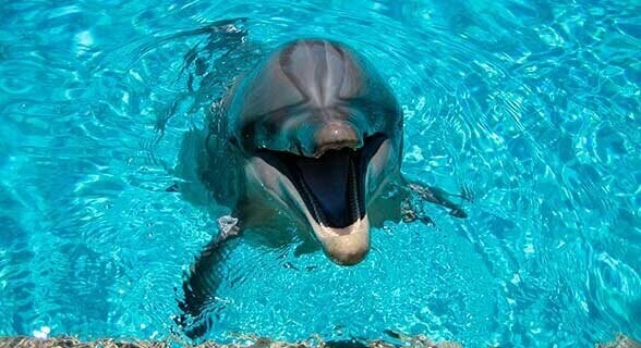 Дельфины для души