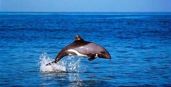 Пёстрый дельфин Хэвисайда