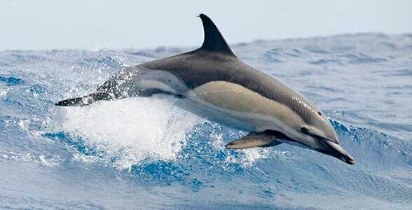 Полосатый дельфин