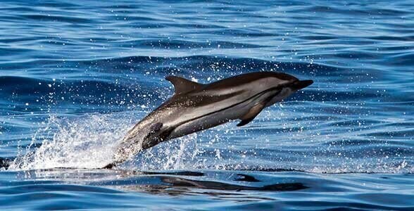7. Имена у дельфинов