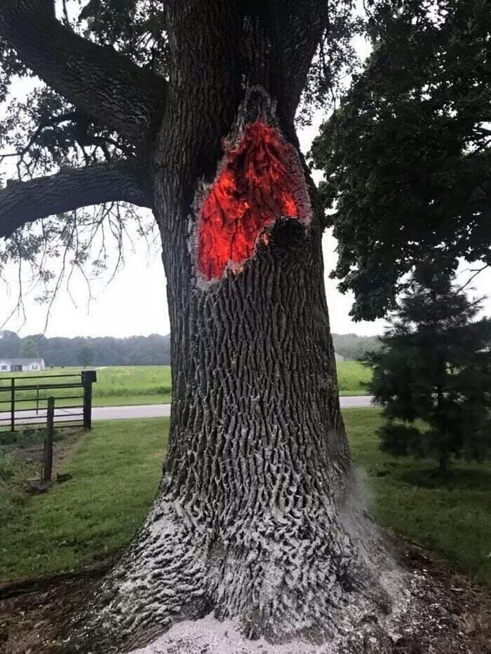 Дерево после того, как в него ударила молния