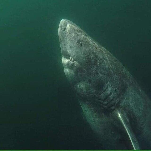 Знакомьтесь, 392-летняя гренландская акула, которая бороздит Северный Ледовитый океан с 1627 года