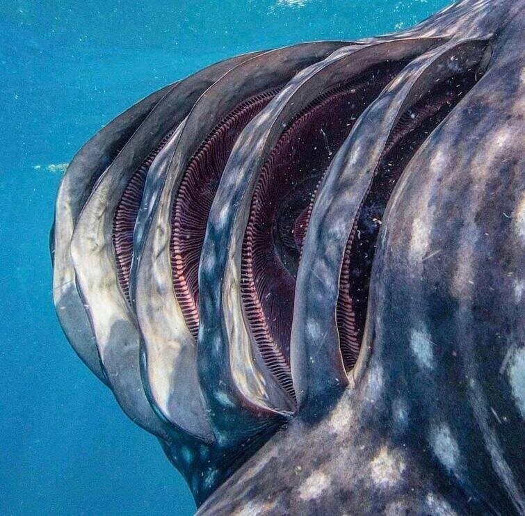 Так выглядят жабры китовой акулы