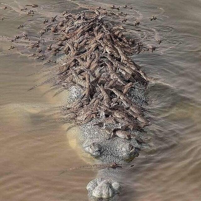 Так мама-крокодил перевозит своих малышей