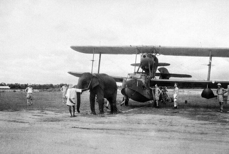 Индийский слон в качестве буксира для британского гидросамолета. Индия, июнь 1944 года
