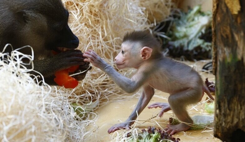 13 любопытных фактов про обезьян
