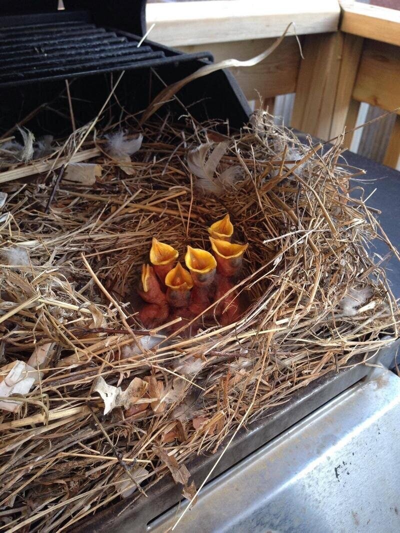 «Открыли гриль впервые этой весной и обнаружили гнездо с голодными птенцами»