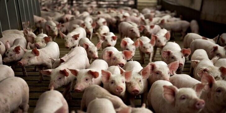 Промышленное производство свинины в январе-марте 2020 года увеличилось на 10%