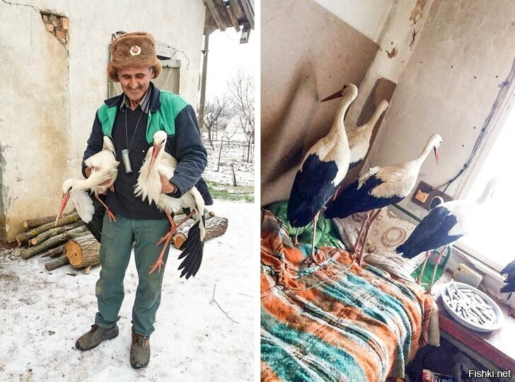Сафет Халид из болгарского села Зарица увидел замерзающих аистов