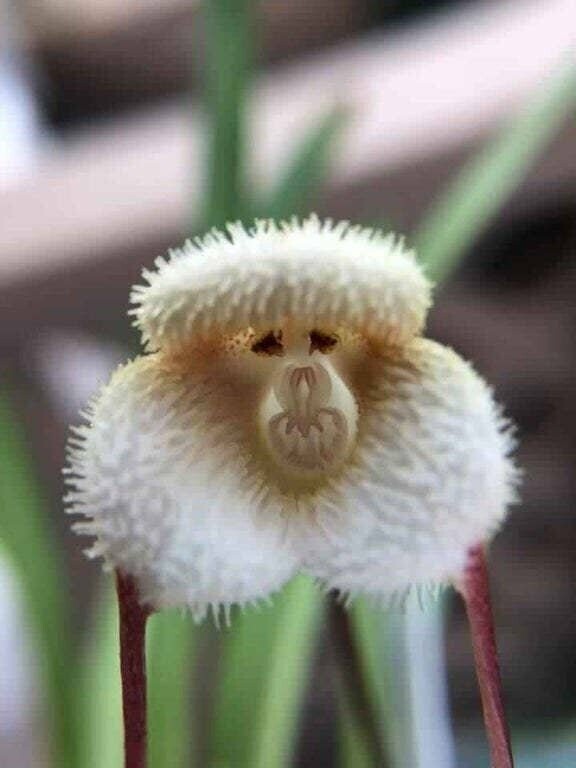 Орхидея с (почти) человеческим лицом