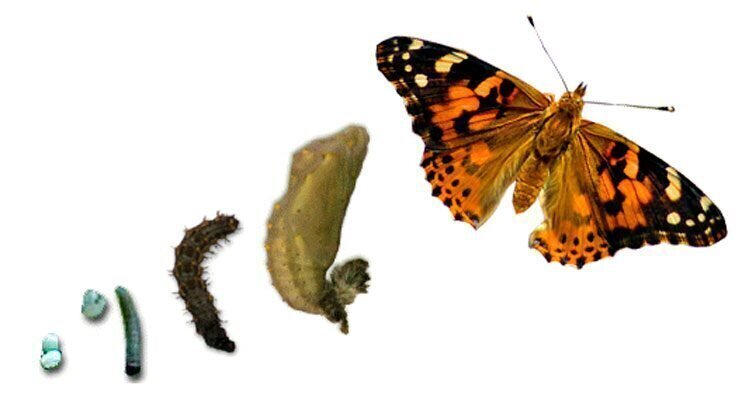 Помнят ли бабочки времена, когда были гусеницами?