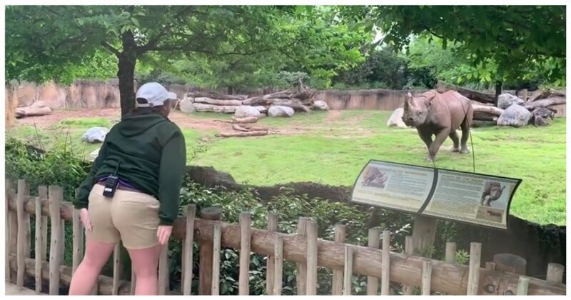 Теплая встреча смотрительницы зоопарка с носорогом