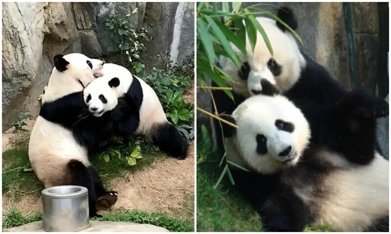 Благодаря карантину панды из Гонконга спарились впервые за 10 лет жизни вместе