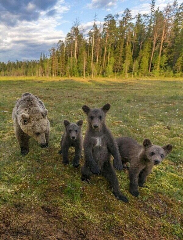 Зверские фото