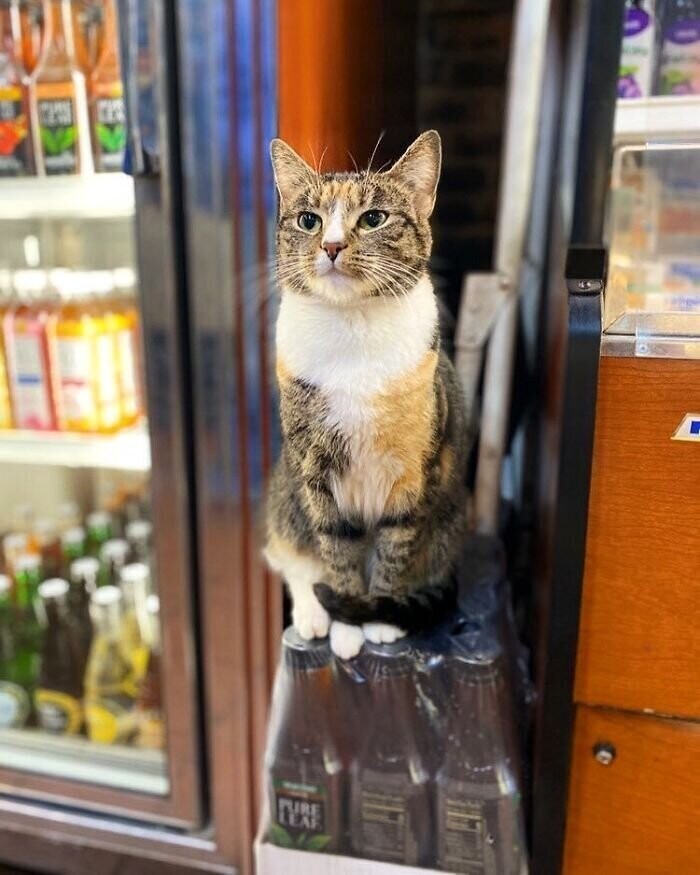 Забавные фотографии кошек в круглосуточных магазинах