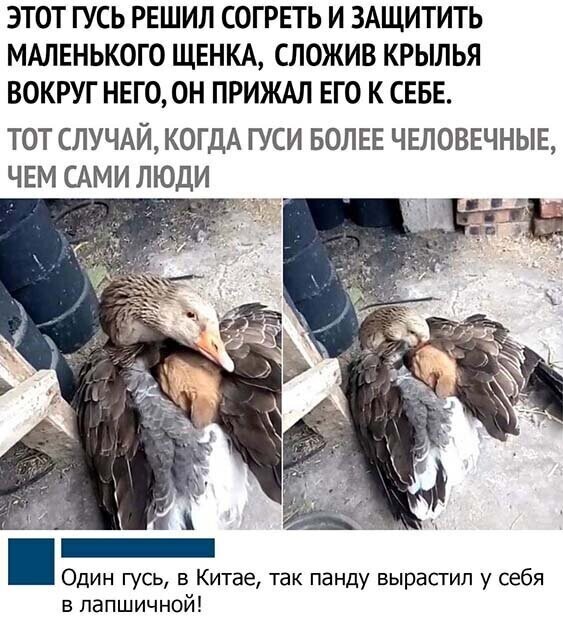 Прикольные и смешные картинки