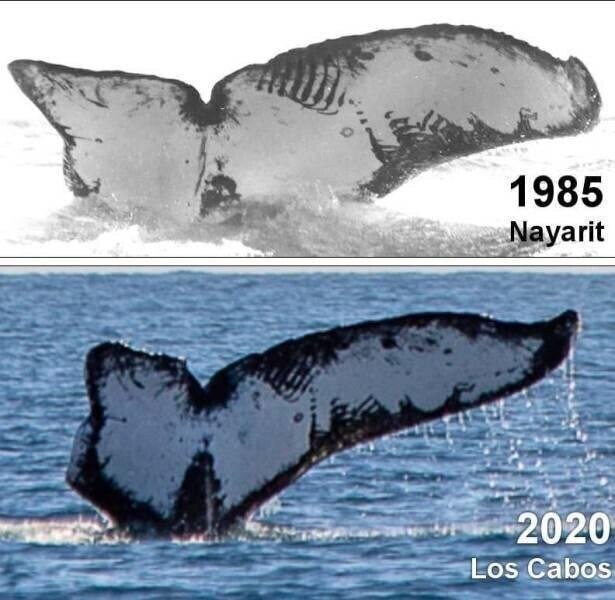 Тот же самый кит, сфотографированный недалеко от того же самого места 35 лет спустя