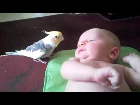 Попугай поёт для малыша 