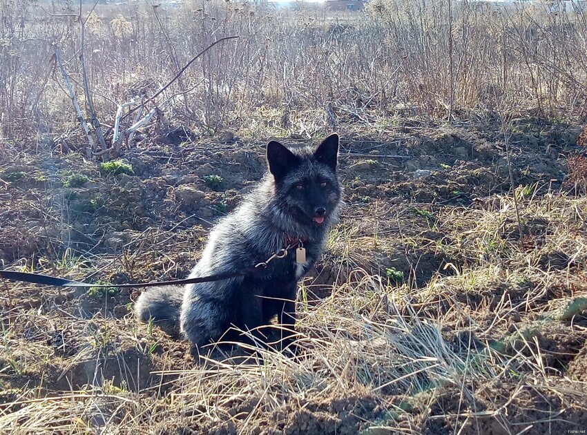 Вышли погулять