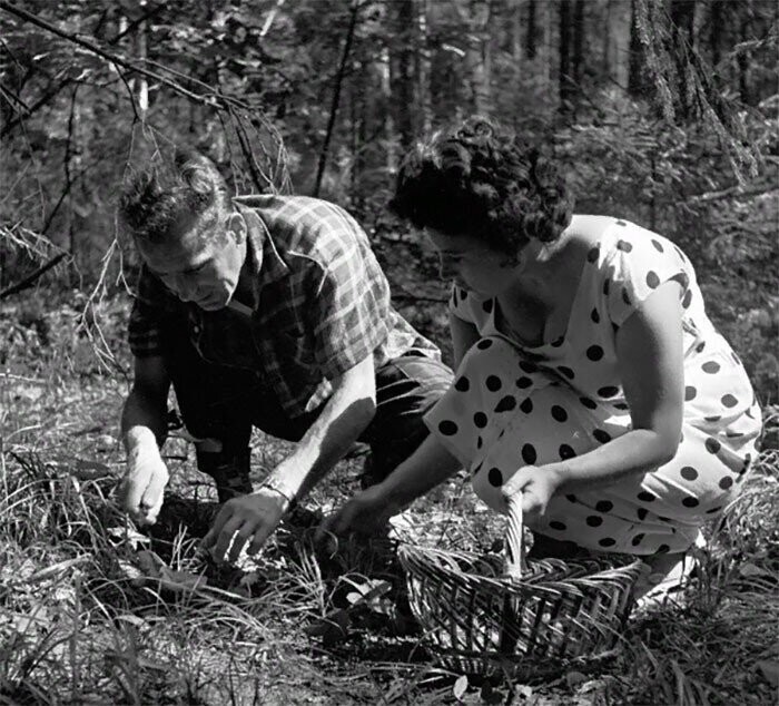 Герман Титов с супругой собирают грибы в лесу. Август 1961 года.