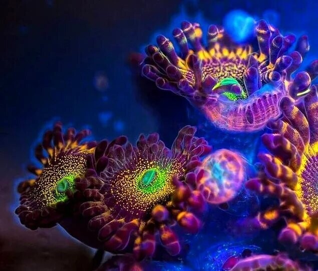 Кораллы зоантуса под ультрафиолетом