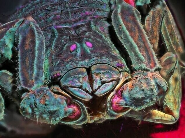 Просто взгляните на все эти цвета на макрофотографии скорпиона!