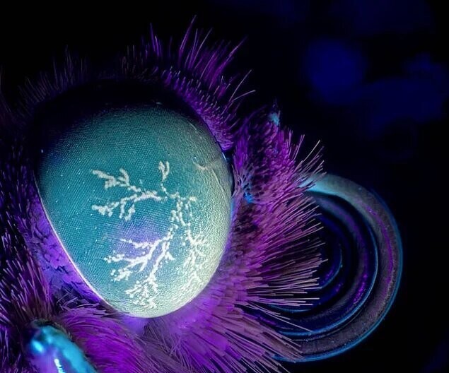 Это изображение глаза бабочки, снятой в режиме макросъемки