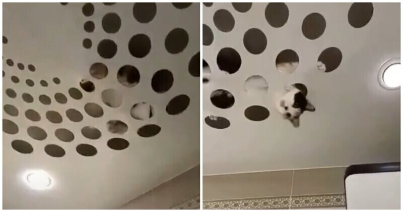 Кошка Муся против модного потолка хозяйки