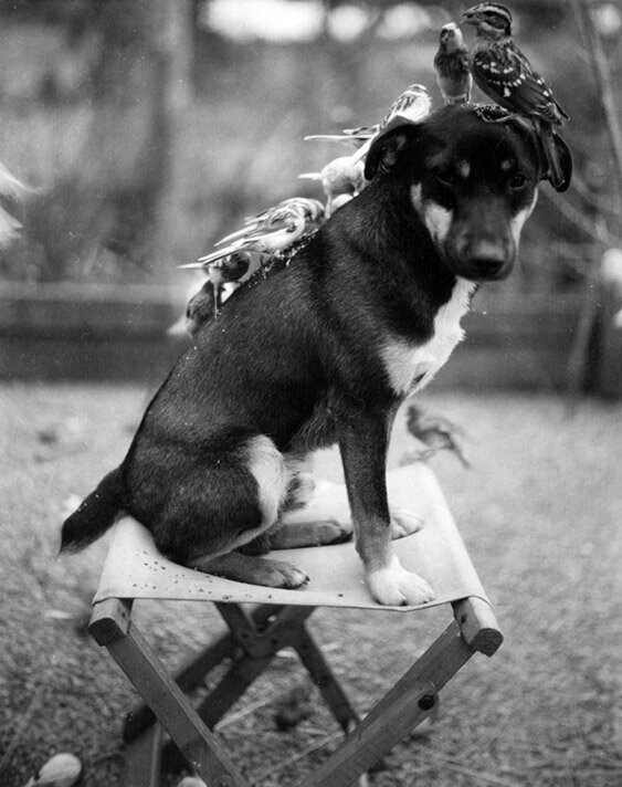 Любимица птичек, собачка Смоки, 1935 г.