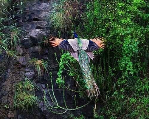 Вот как выглядит летающий павлин: